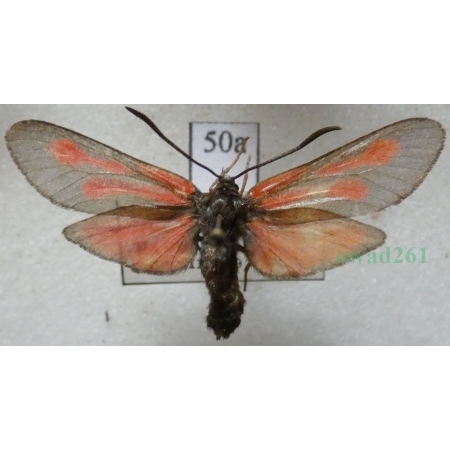 Zygaena osterodensis Reiss, 1921 Czech50a